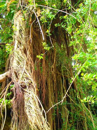 へつぎ２ (1).JPG