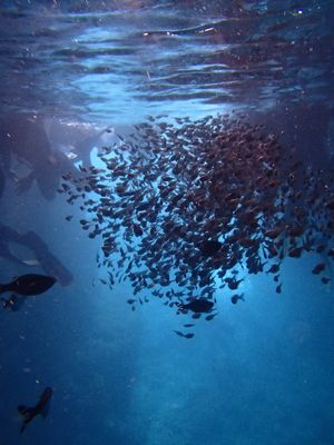 P9030002 - コピー.JPG