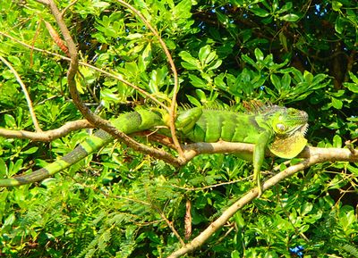 r２０１４３２６ (2).JPG