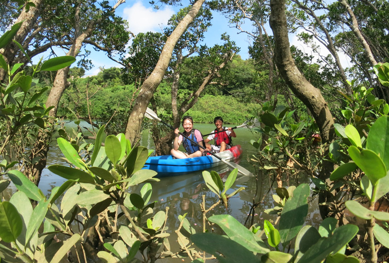 kayaking in mangroves