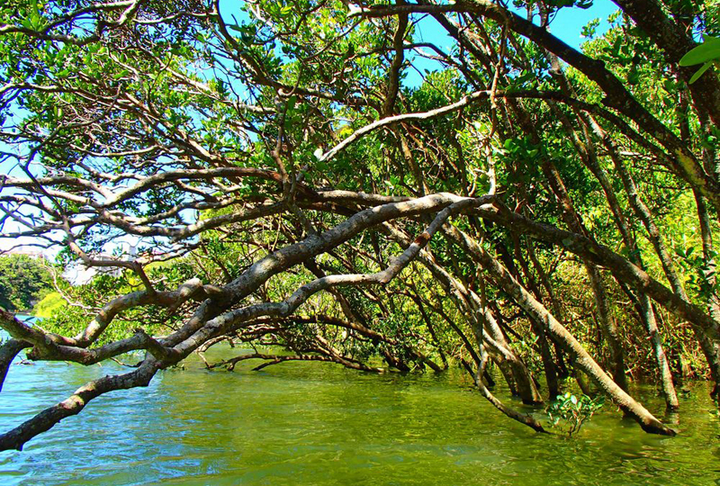 Mangrove Kayak Tour
