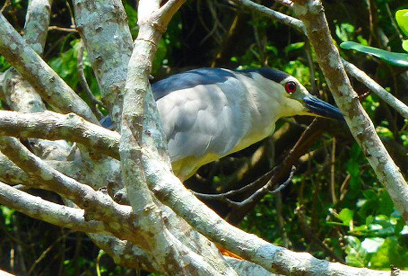 Mangrove Kayak Tour