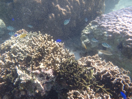 PB090017ｌｌｌ (1).JPG