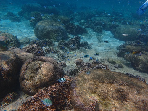 PB150027shiori (4).JPG